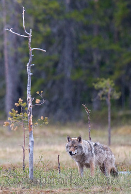 BB 09 0024 / Canis lupus / Ulv